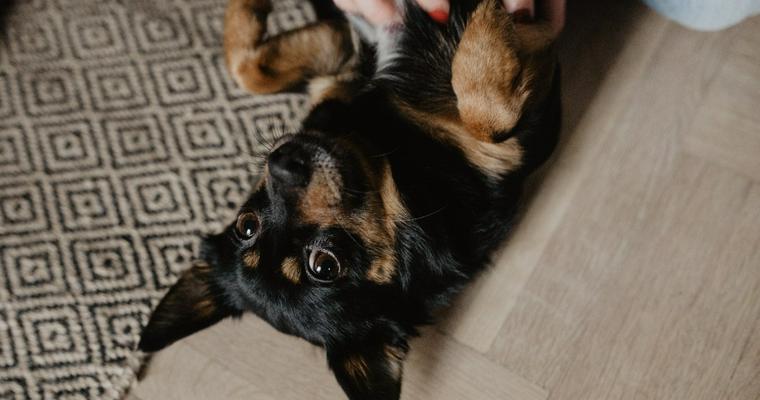 犬の腹膜炎｜症状・原因・治療法・予後・予防などを獣医師が解説